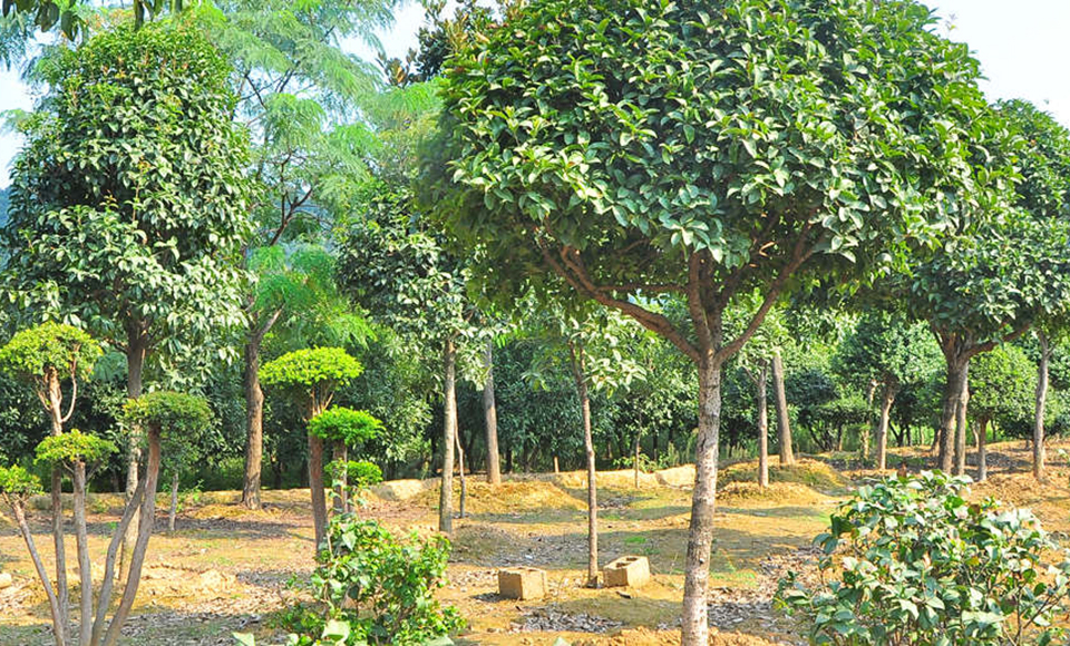 自有大型，生产基地