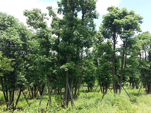 园林绿化苗木生产